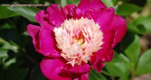 różowa peonia